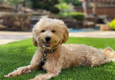 5 Reasons That Artificial Grass Is Best Option For Your Furry Friends In San Diego